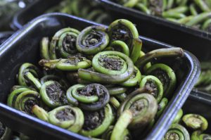 Fiddlehead Ferns, Portland Oregon