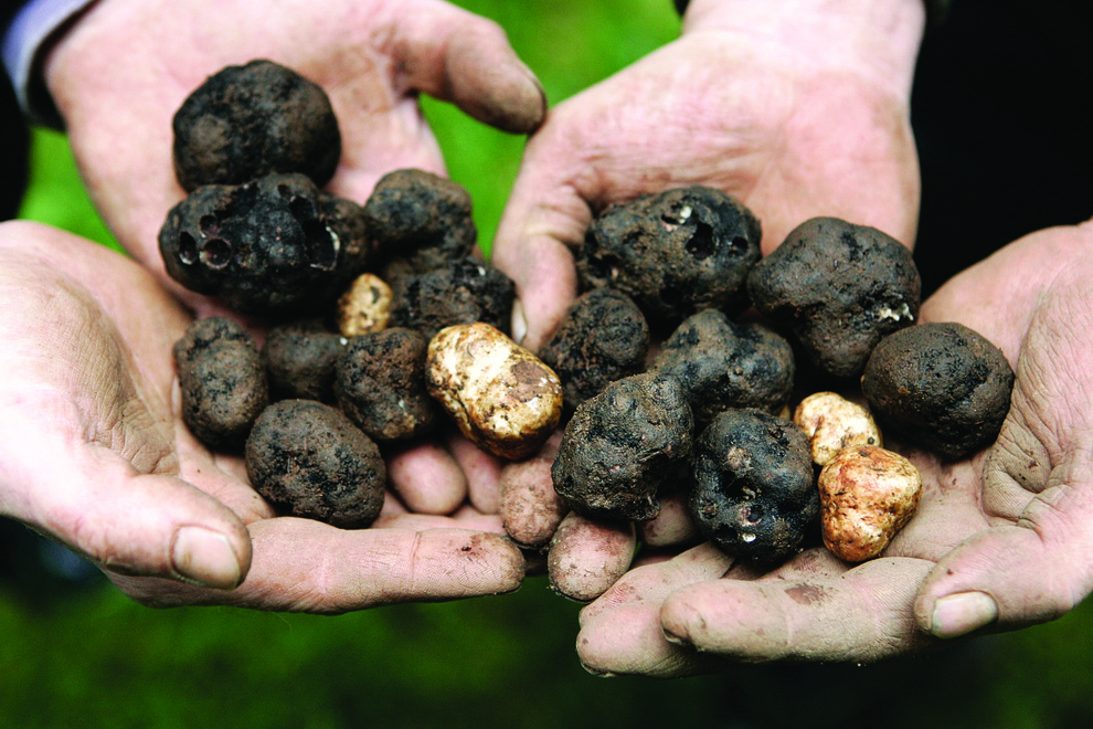 Truffles at the Oregon Truffle Festival